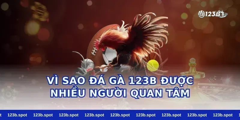 Vì sao đá gà 123b được nhiều người quan tâm